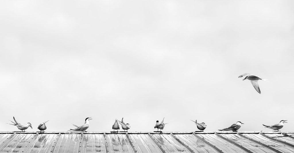 Fotografía blanco y negro minimalista